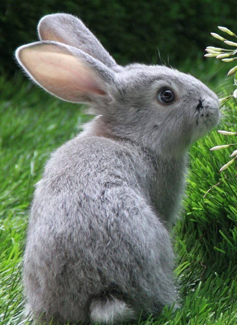 Маленький серый кролик. Кролик. Зайчик. Кролик живой. Заяц живой.