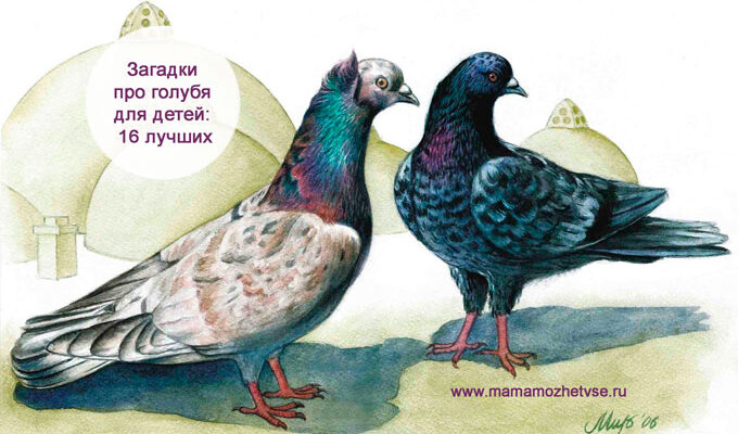 Загадки про голубя для детей в школу и сад