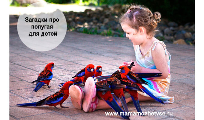 Загадки про попугай для детей