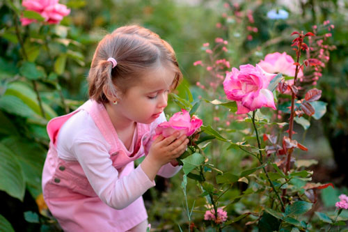 Красивые стихи про розы для детей