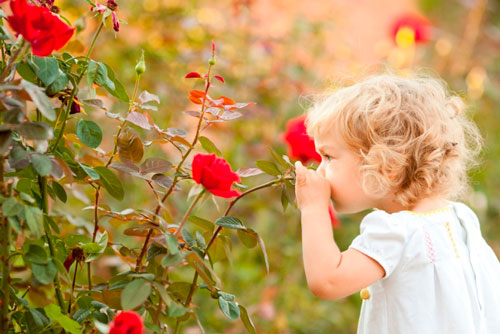 детские загадки про розу