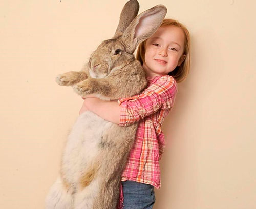 Красивые стихи про зайца для детей 5-7 лет