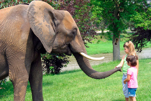Загадка про слона для детей 7-9 лет