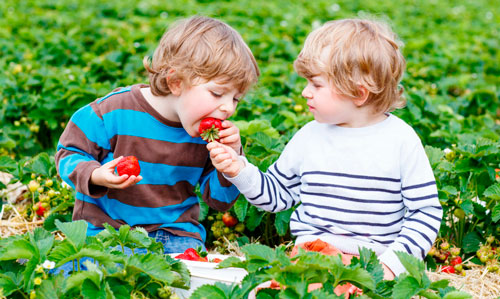 Интересные загадки про ягоды для детей 9-12 лет