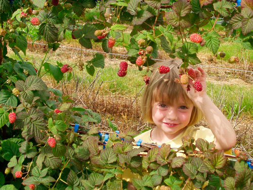 Интересные загадки про ягоды для детей