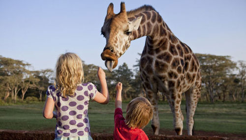 детские загадки про жирафа для малышей