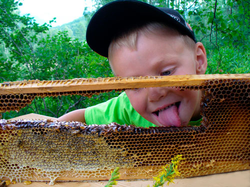 Загадки про пчелу для детей сответами
