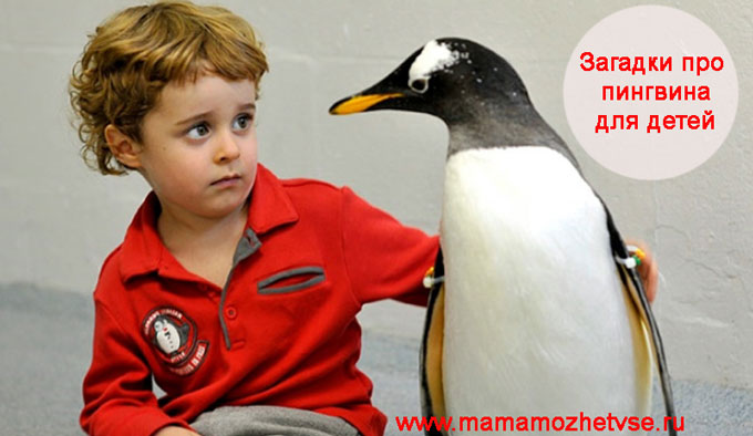 Загадки про пингвина для детей