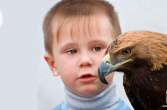 Загадки про орла для детей