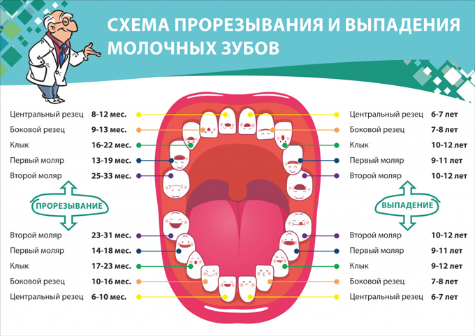 Что делать если шатается молочный зуб у ребенка в 6 лет