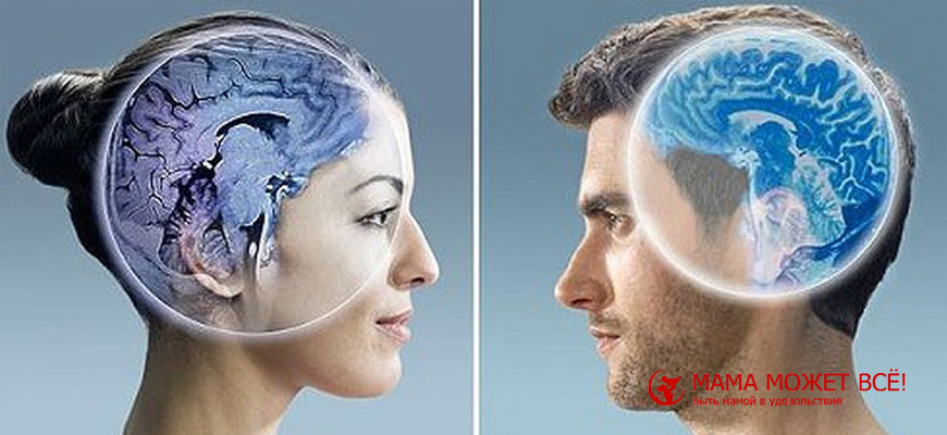 различия между мозгом мужчины и женщины