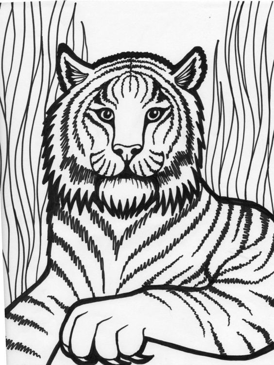 новогодняя раскраска тигр символ 2022 года для плаката 7