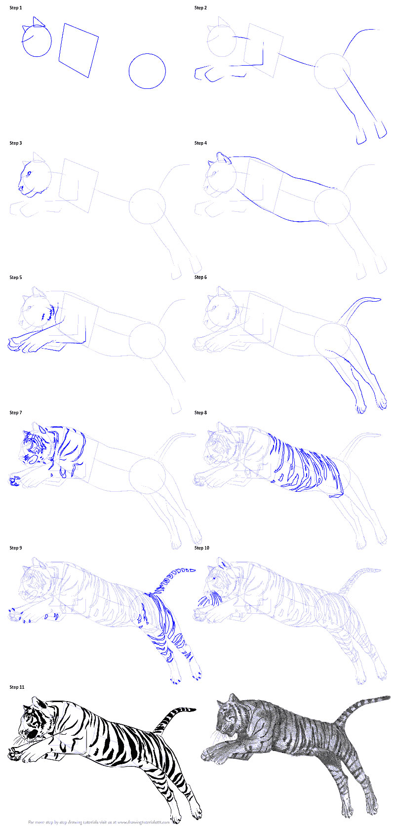 Амурский тигр рисунок для детей лёгкий поэтапно