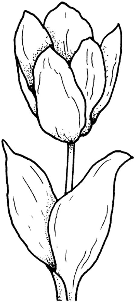 букет тюльпанов раскраска для детей 6
