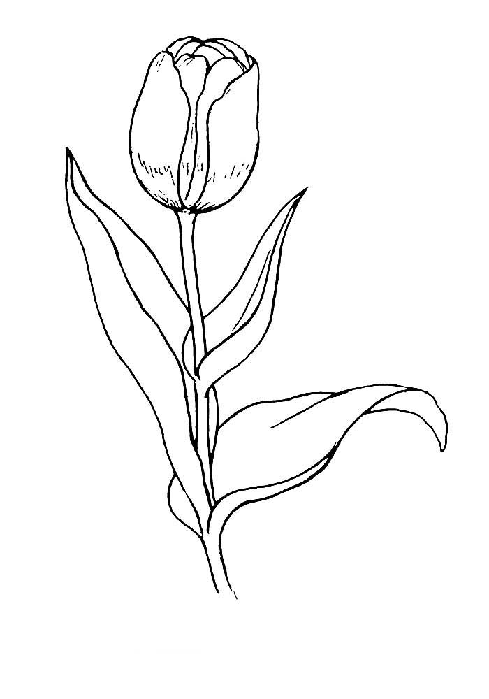 Раскраска тюльпан для детей 5