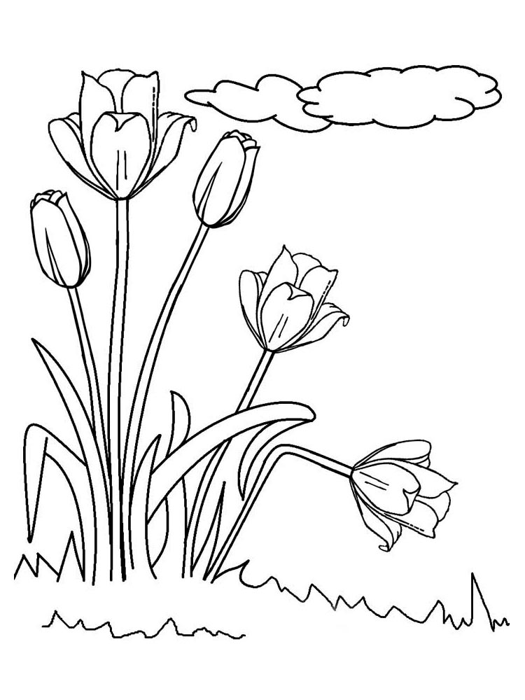 раскраска цветы тюльпаны для детей 9