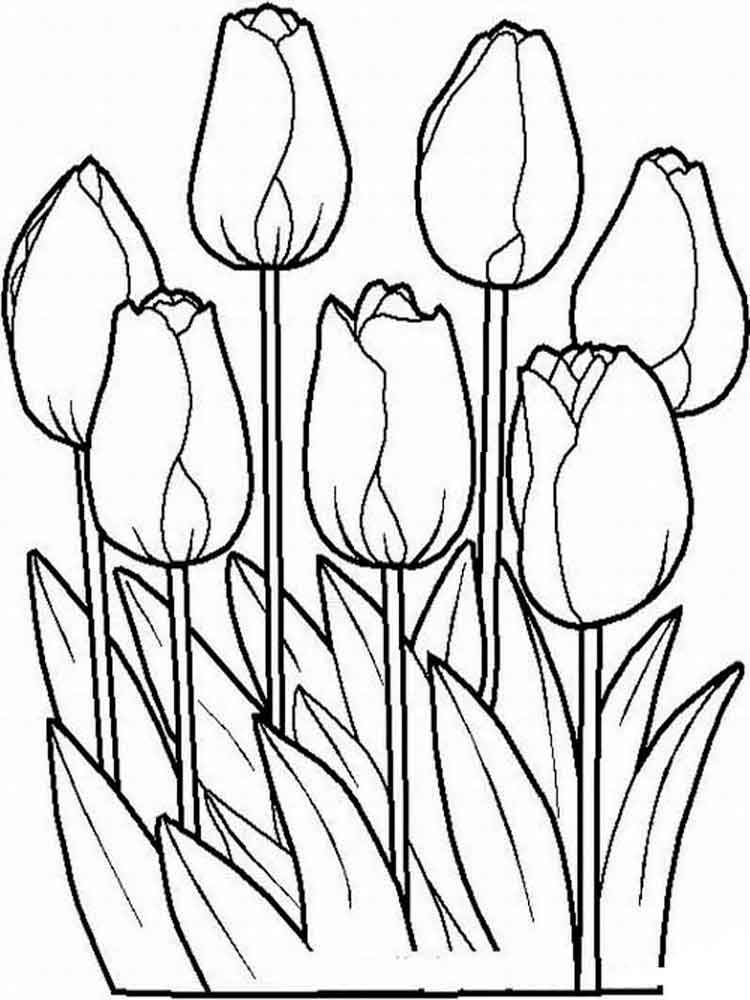 раскраска цветы тюльпаны для детей 2