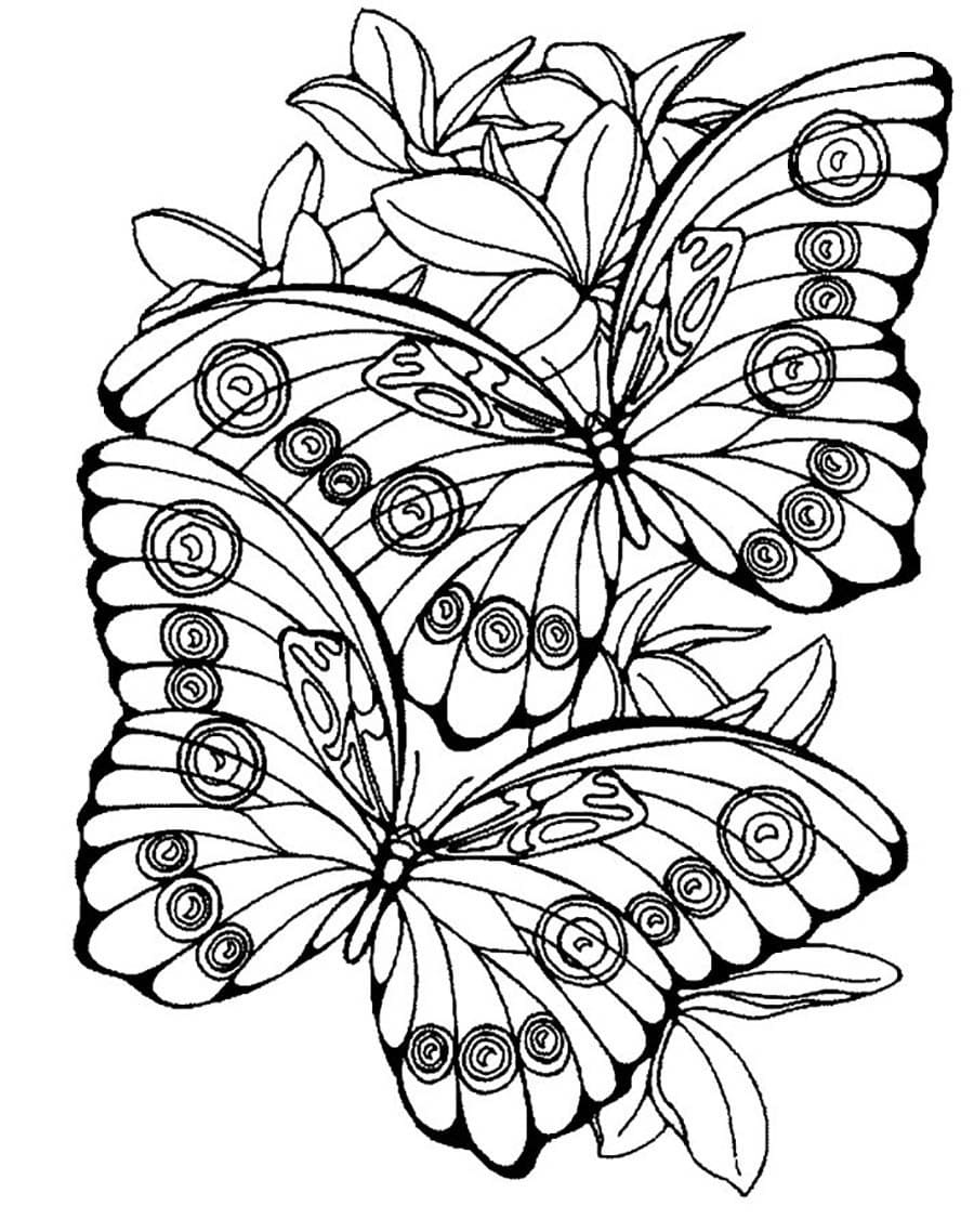 Раскраски для девочек цветы и бабочки 5
