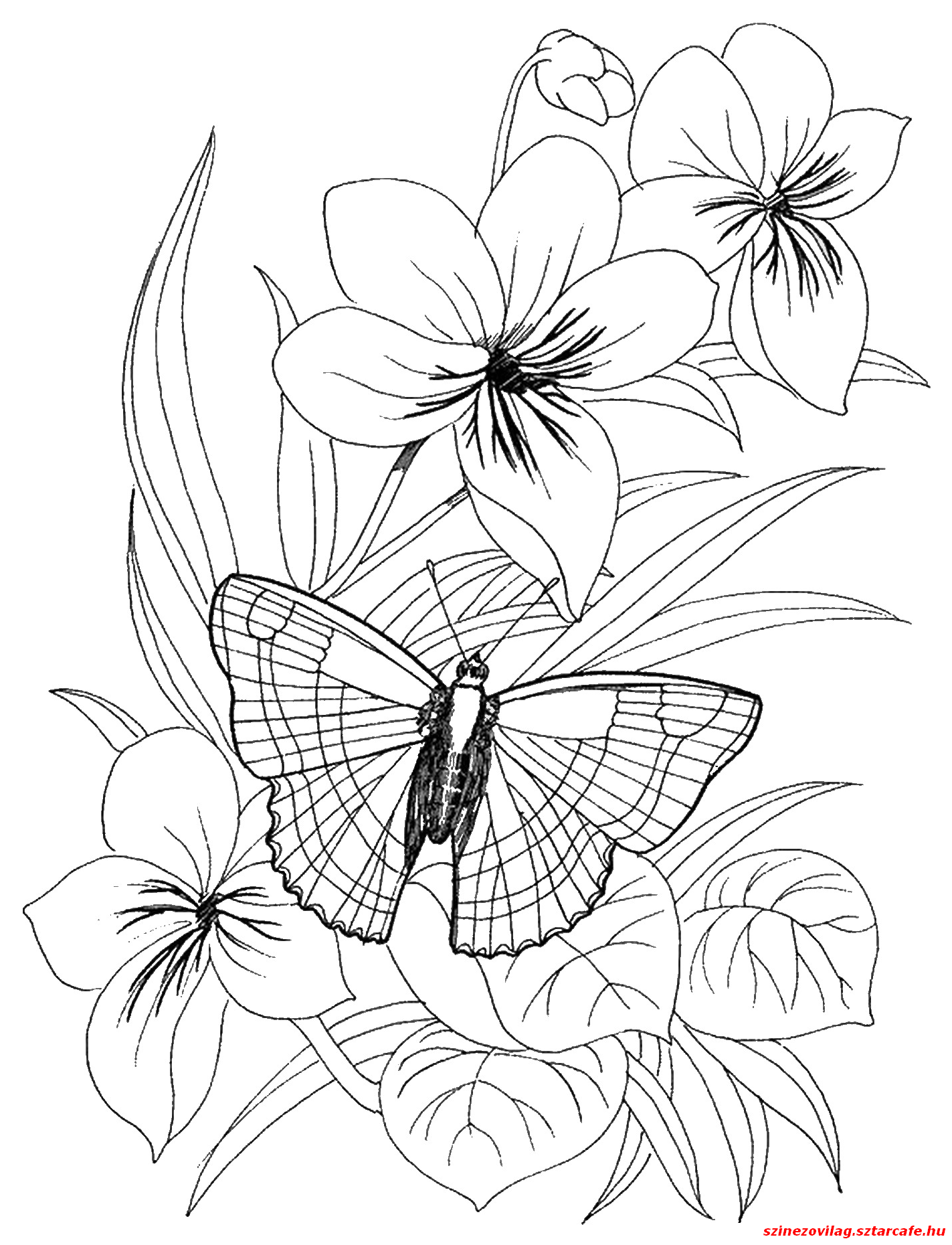 Раскраски для девочек цветы и бабочки 2