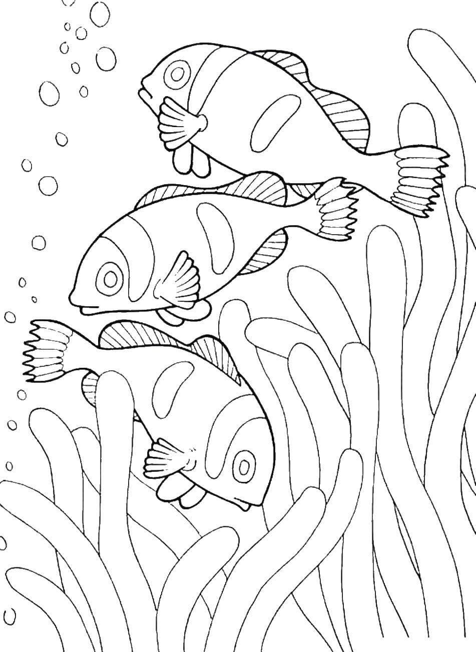 раскраски морские обитатели морей и океанов для детей простые и красивые 9