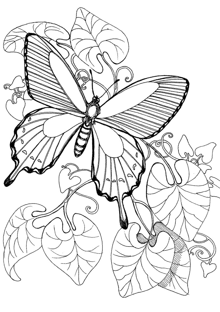 раскраски для девочек цветы и бабочки простые 7
