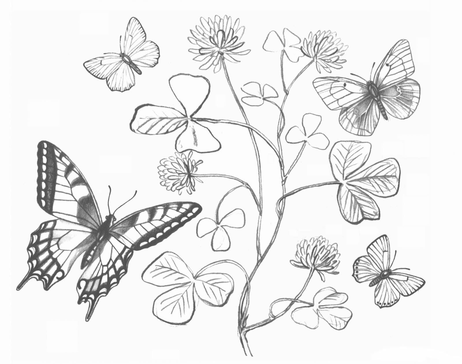 раскраски для девочек цветы и бабочки простые 5