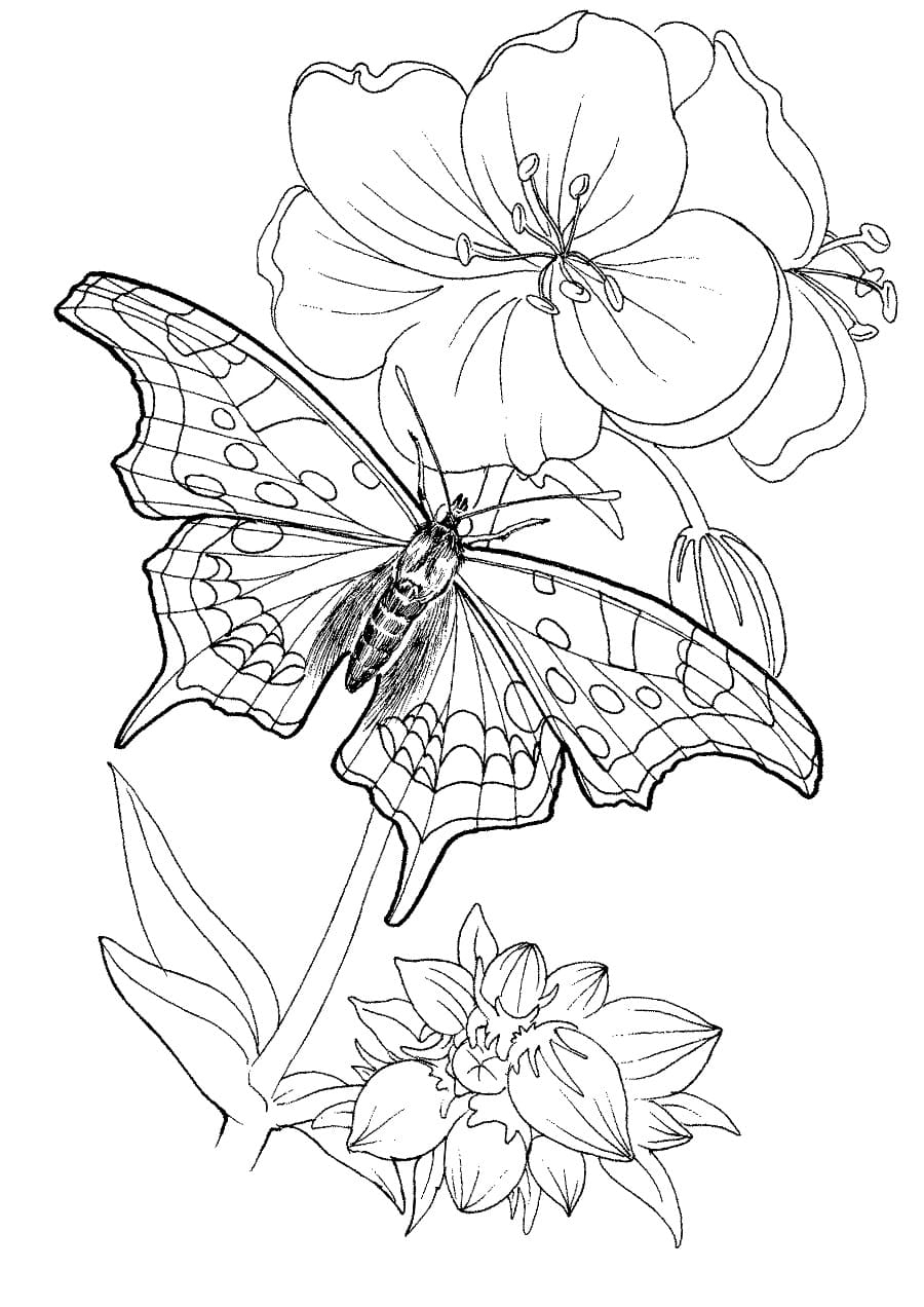 легкие раскраски для девочек цветы и бабочки 2