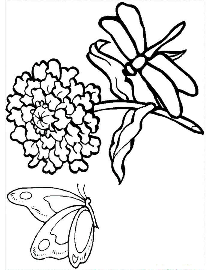 красивые раскраски для девочек цветы и бабочки распечатать