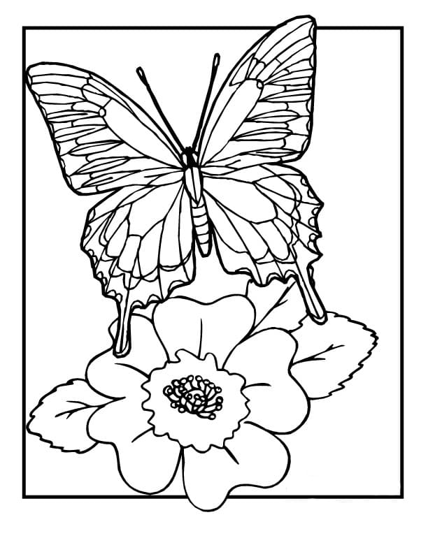 раскраски цветы и бабочки для девочек распечатать 6