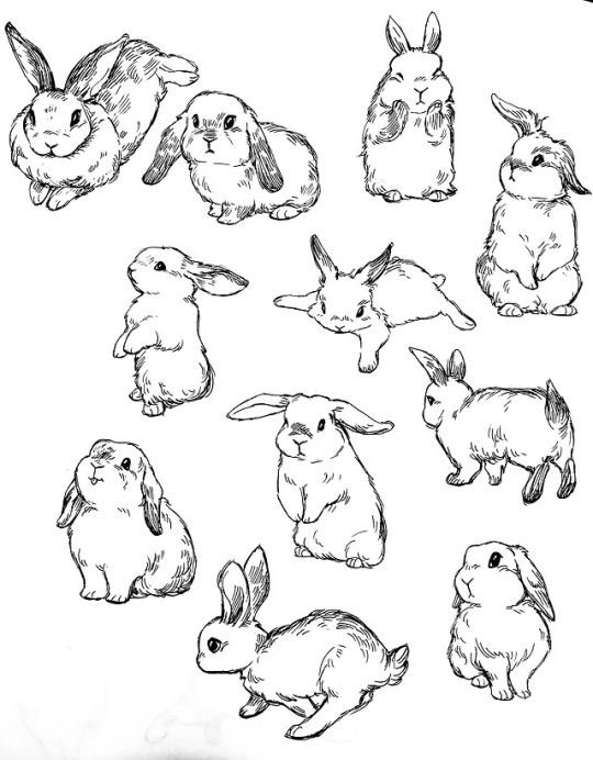 лёгкие рисунки кроликов для срисовки для детей карандашом 9
