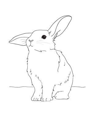 рисунки кроликов для срисовки для детей 5