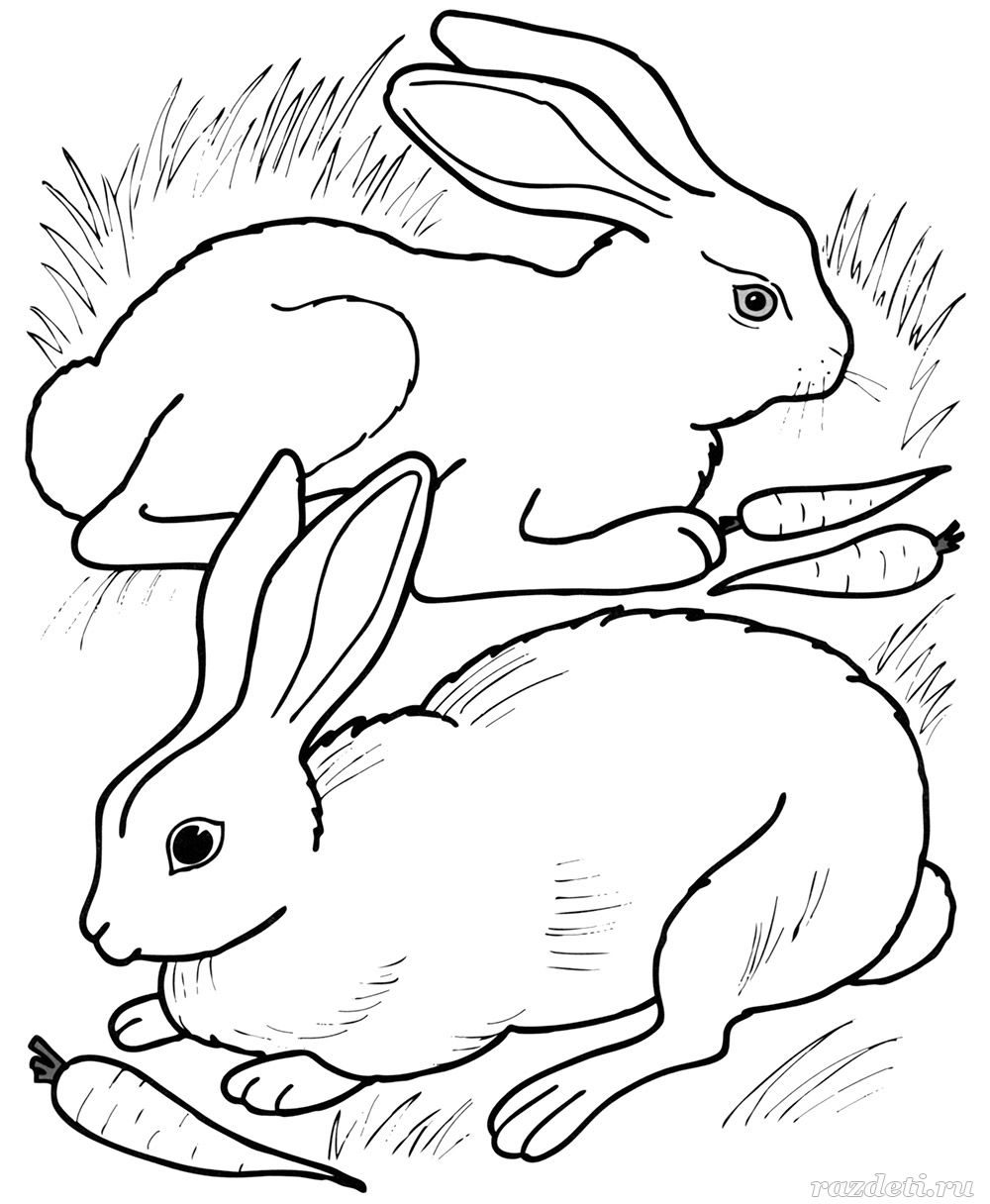 Раскраска кролик для детей 4-5 лет