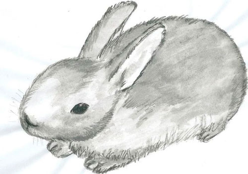 Рисунки кроликов для срисовки 10