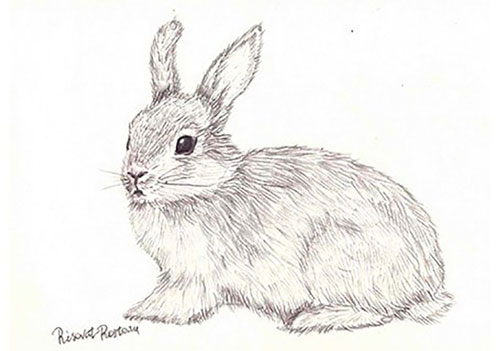 легкие рисунки для срисовки кролики
