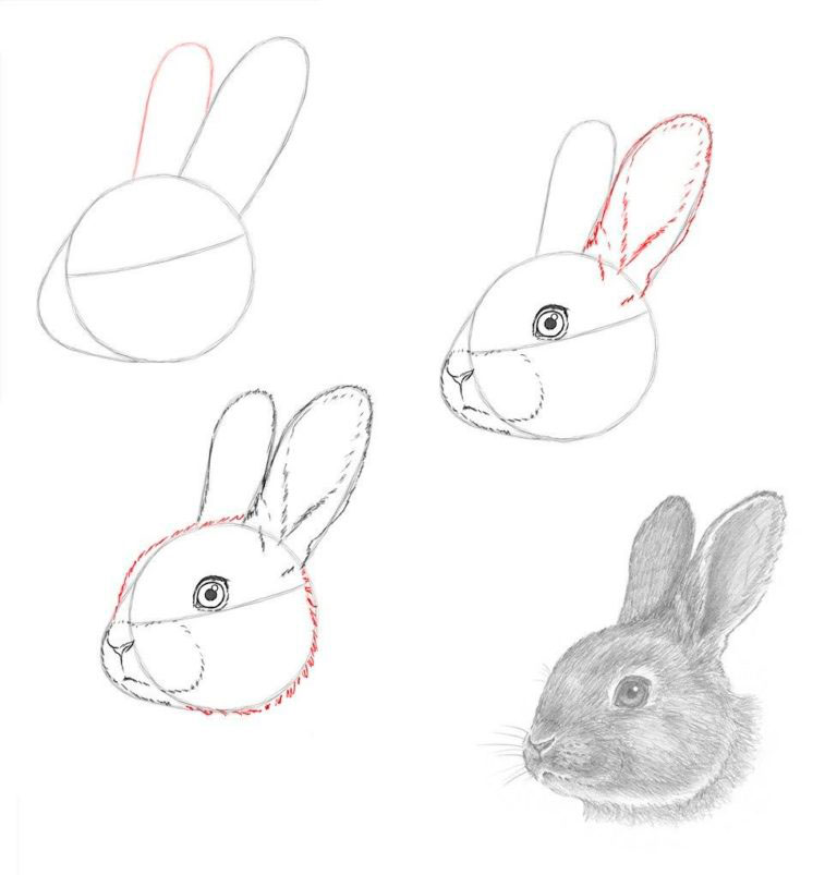 легкие рисунки для срисовки кролики 5