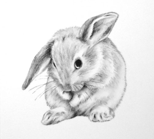 Рисунки кроликов для срисовки 8