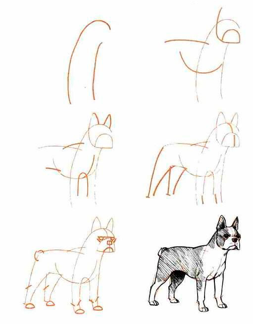 как нарисовать собаку поэтапно карандашом для начинающих детей 2