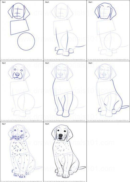 как нарисовать щенка карандашом поэтапно для детей 5