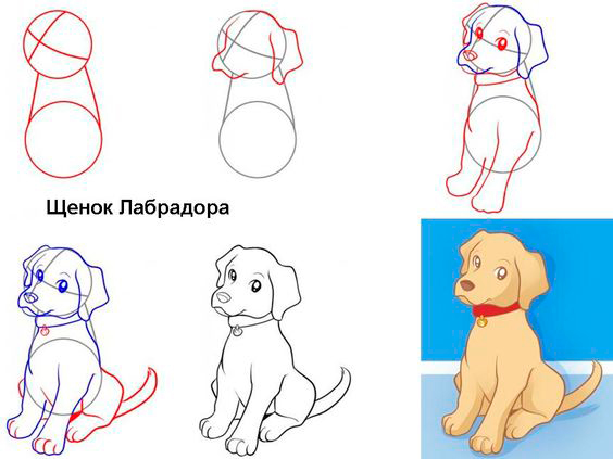 как нарисовать собаку поэтапно карандашом для начинающих детей 10