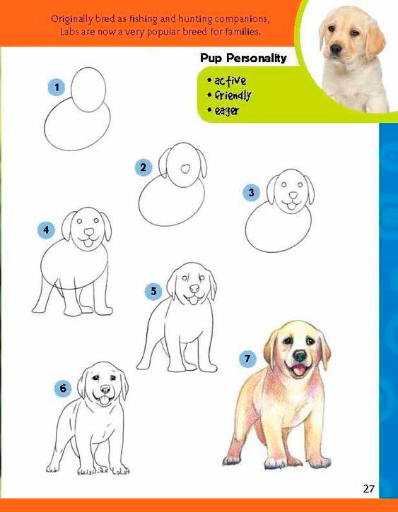 как нарисовать собаку поэтапно для детей поэтапно легко и просто для начинающих 3