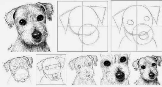 как нарисовать собаку поэтапно для детей поэтапно легко и просто для начинающих 2