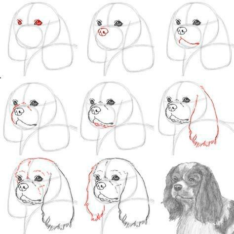 как нарисовать собаку поэтапно для детей поэтапно легко и просто 7
