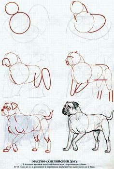 как нарисовать собаку поэтапно карандашом для начинающих детей 6