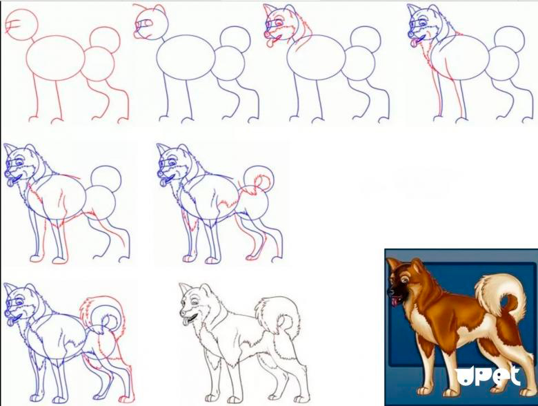 Как нарисовать собаку поэтапно для детей карандашом