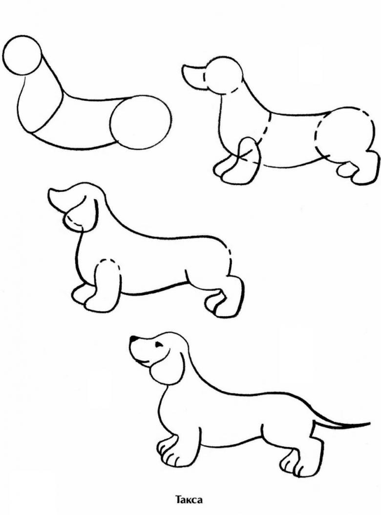 Этапы рисования собаки