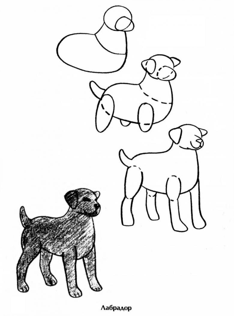 собака нарисовать легко ребенку карандашом поэтапно 9