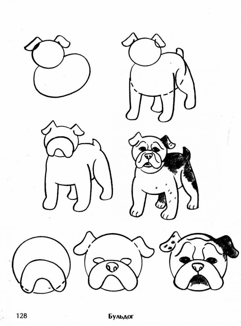 Как нарисовать собаку поэтапно для детей карандашом 3