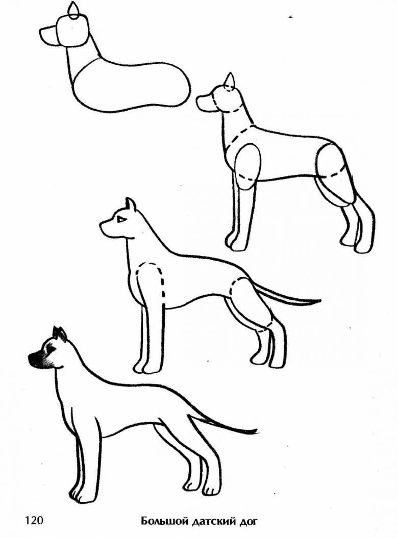 Как нарисовать собаку поэтапно для детей карандашом 4