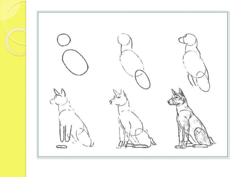 Как нарисовать собаку поэтапно для детей карандашом 6