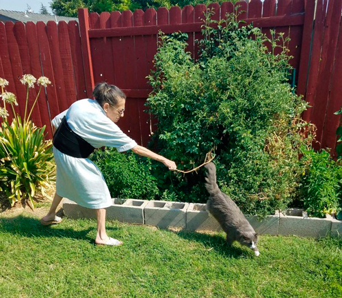 Как отучить кошку гадить на грядки в огороде 10